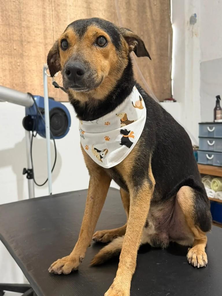 Renatinho, cachorro de porte pequeno para adoção em Carpina - PE
