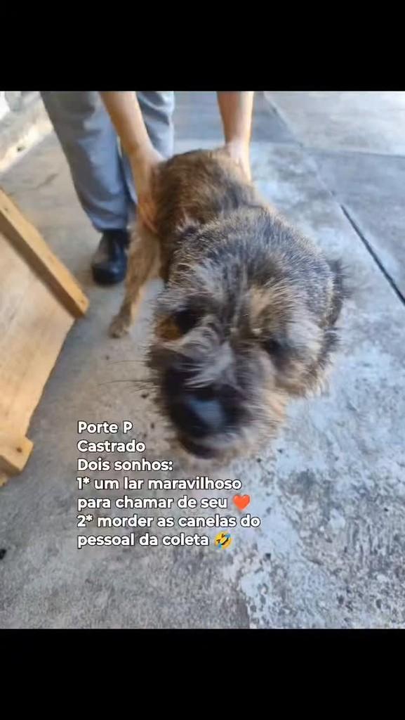 Ursinho, cachorro de porte pequeno para adoção em São Bento do Sul - SC