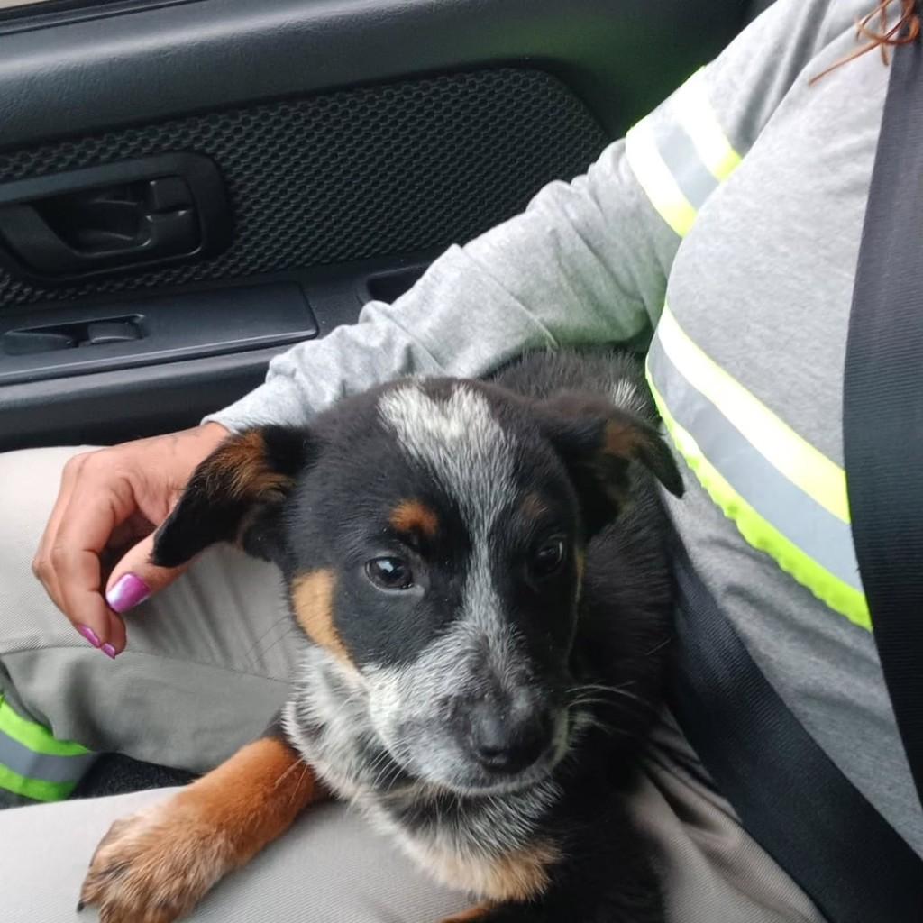 Heart, cachorro de porte pequeno para adoção em São Bento do Sul - SC