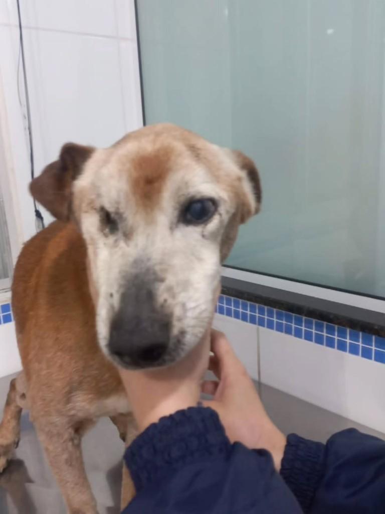 Vovô, cachorro de porte médio para adoção em São Bento do Sul - SC