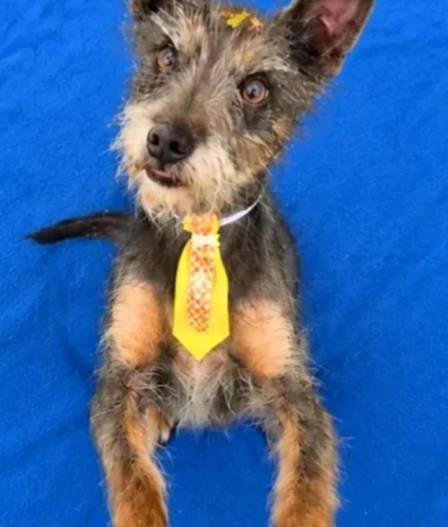 Poverello, cachorro de porte pequeno para adoção em Jaraguá do Sul - SC