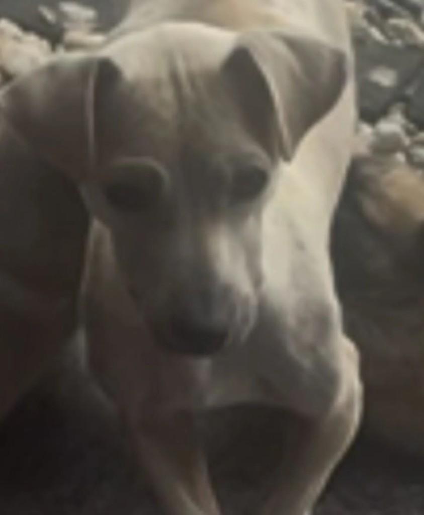 Cachorra, cadela de porte pequeno para adoção em Jaraguá do Sul - SC