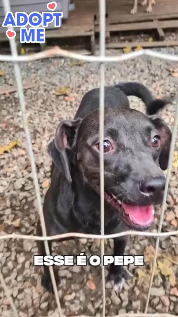 Pepe, cachorro de porte médio para adoção em Jaraguá do Sul - SC