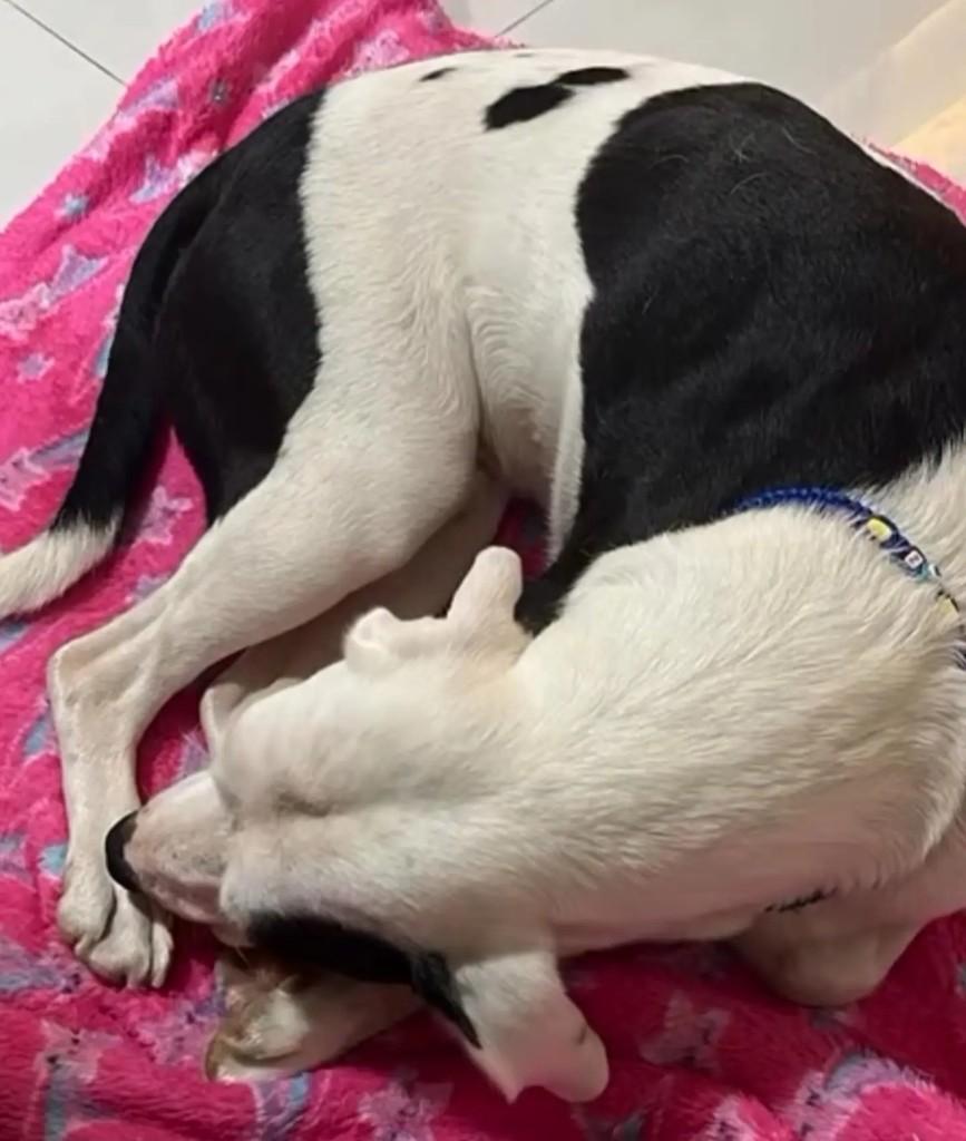 Zé, cachorro de porte médio para adoção em Jaraguá do Sul - SC
