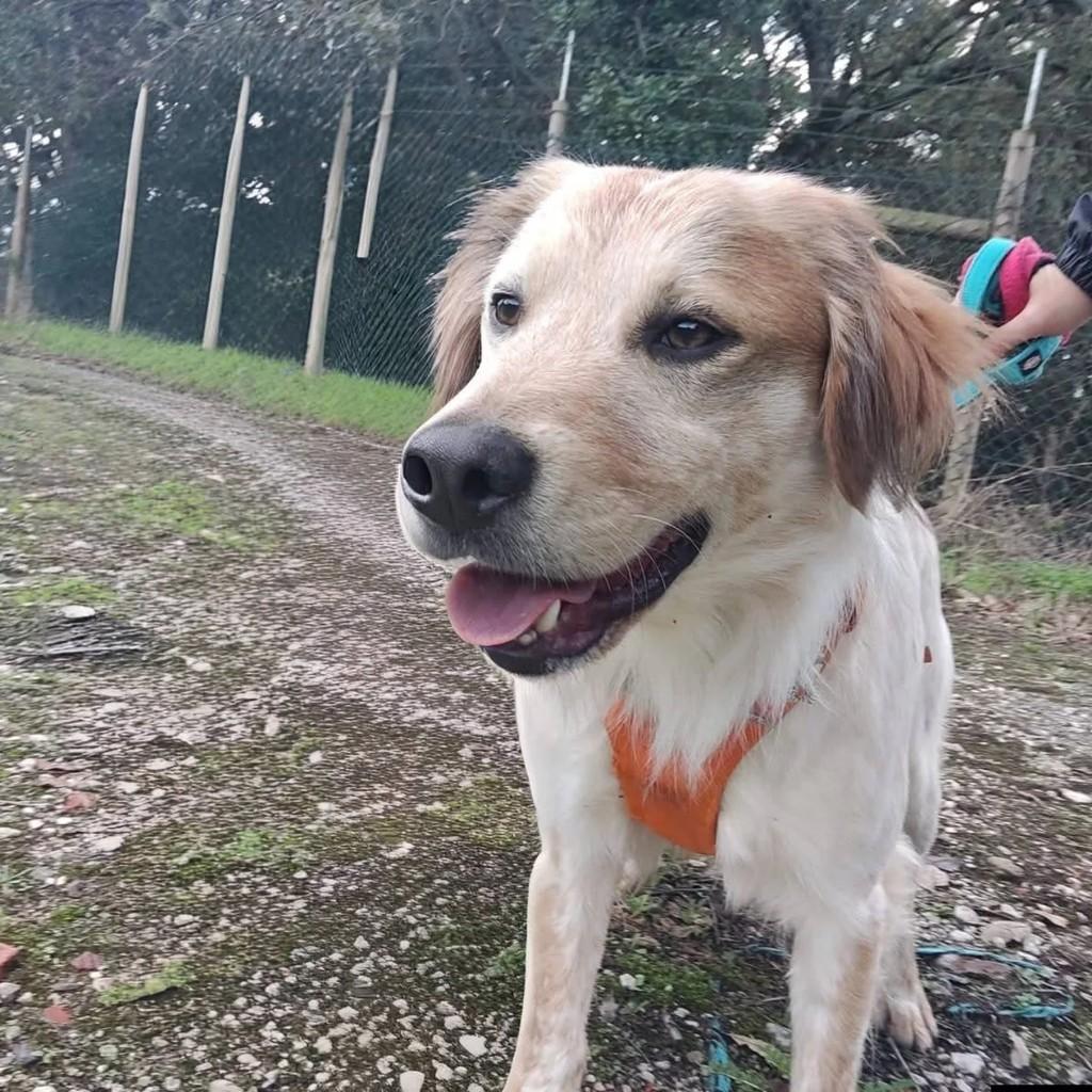 Rubi, cachorro de porte médio para adoção em Alcobaça - BA