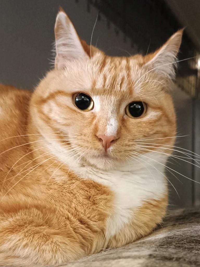 Amêndoa, gata de porte médio para adoção em Alcobaça - BA