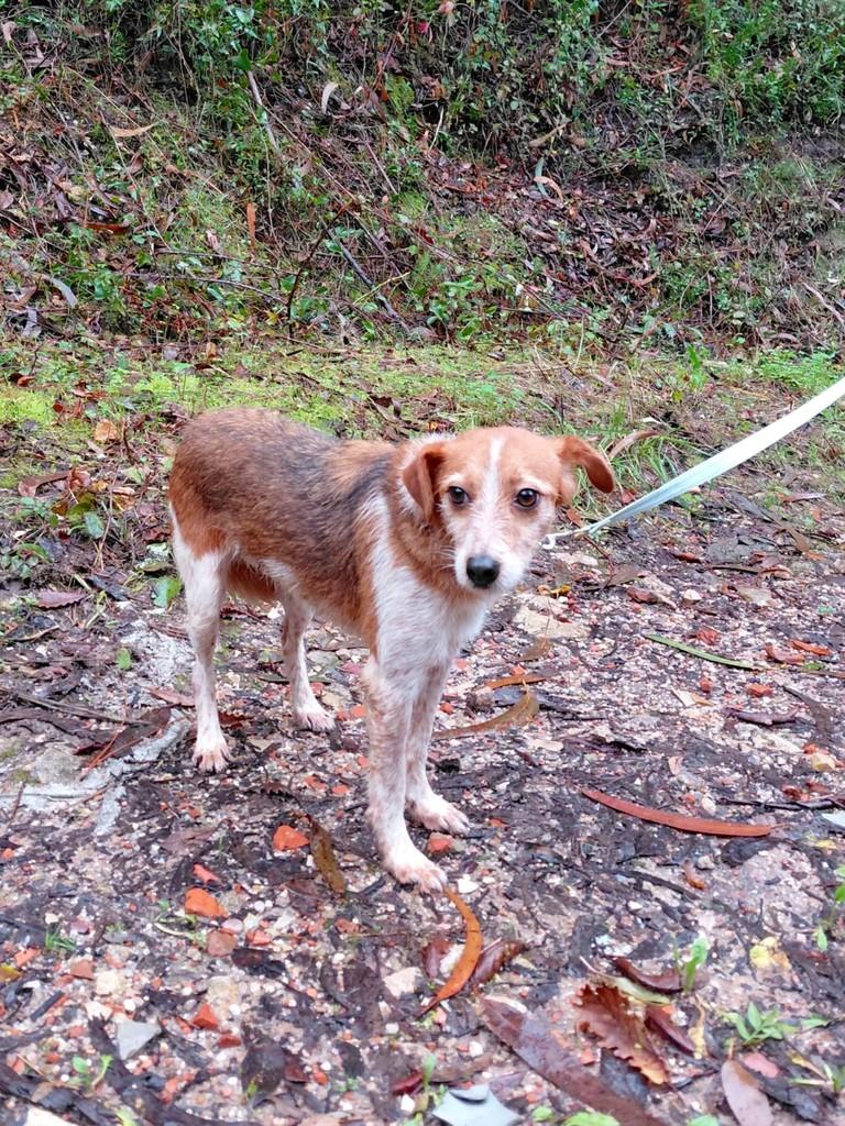 Lolita, cachorro de porte pequeno para adoção em Alcobaça - BA