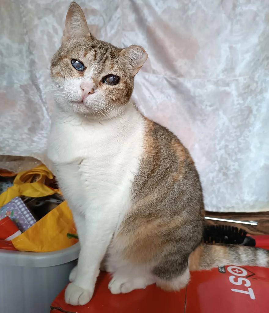 Mel, gata de porte pequeno para adoção em Alcobaça - BA