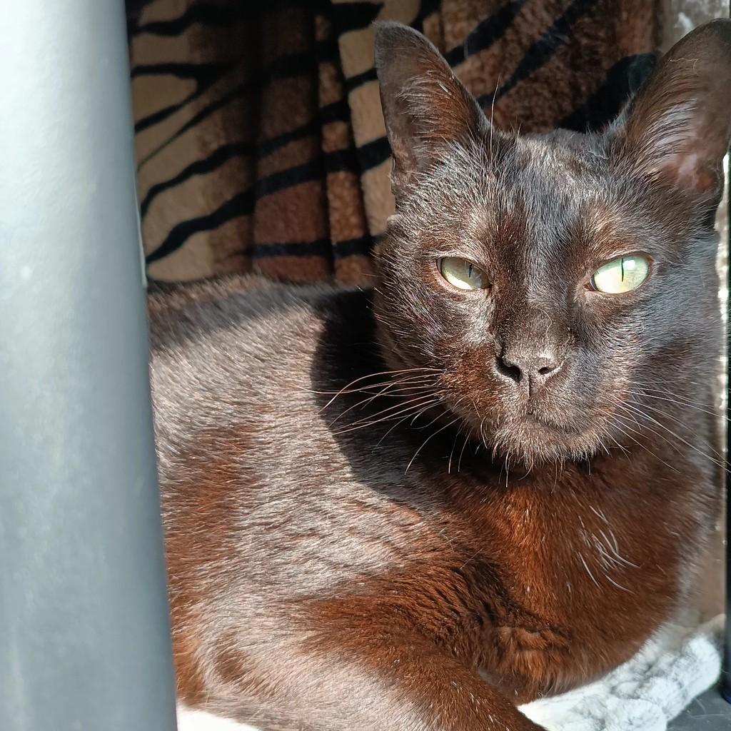 Nero, gato de porte grande para adoção em Alcobaça - BA