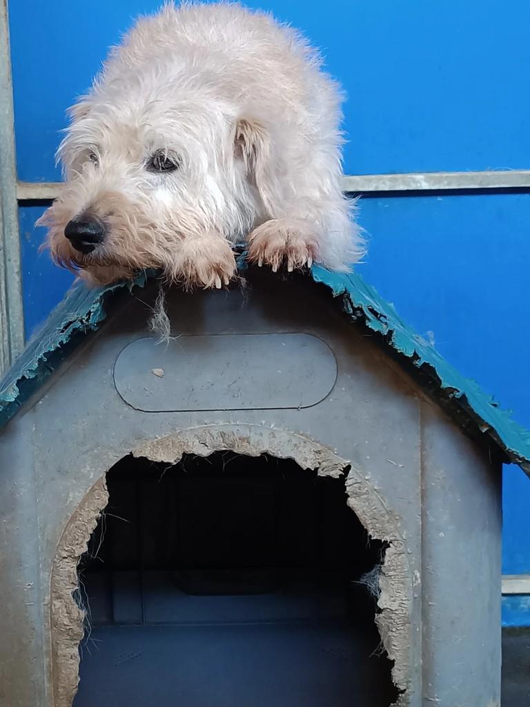 Pepper, cachorro de porte pequeno para adoção em Alcobaça - BA