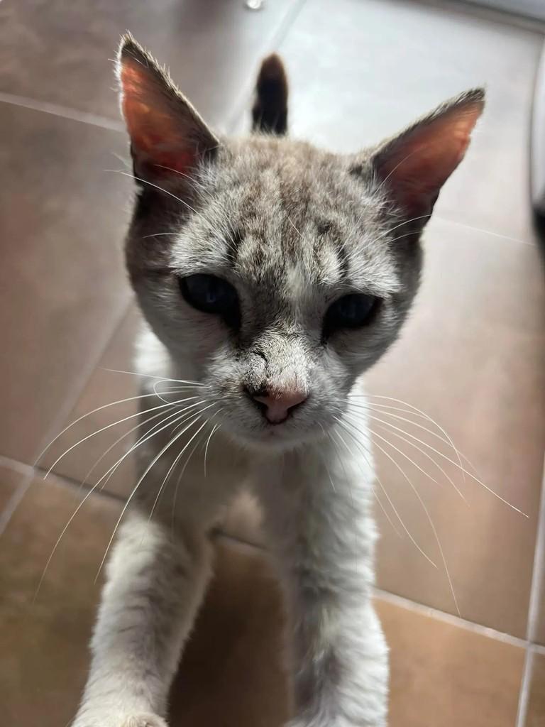 Mendalvo, gato de porte médio para adoção em Alcobaça - BA