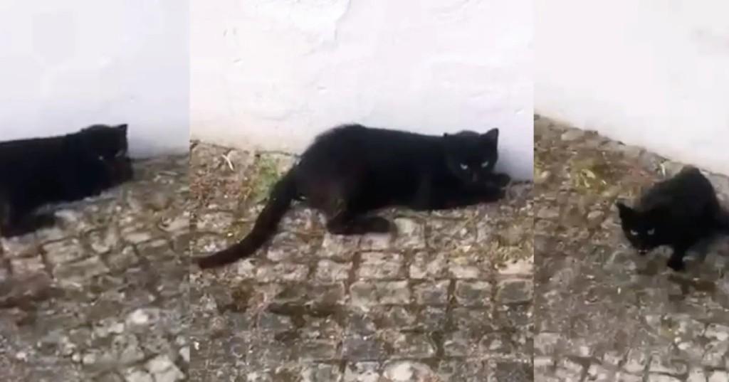Uva Passa, gata de porte pequeno para adoção em Alcobaça - BA