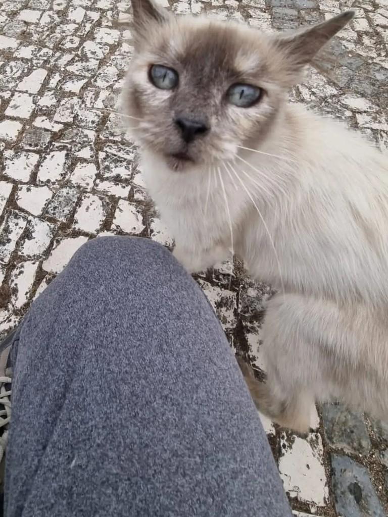 Mini, gata de porte médio para adoção em Alcobaça - BA