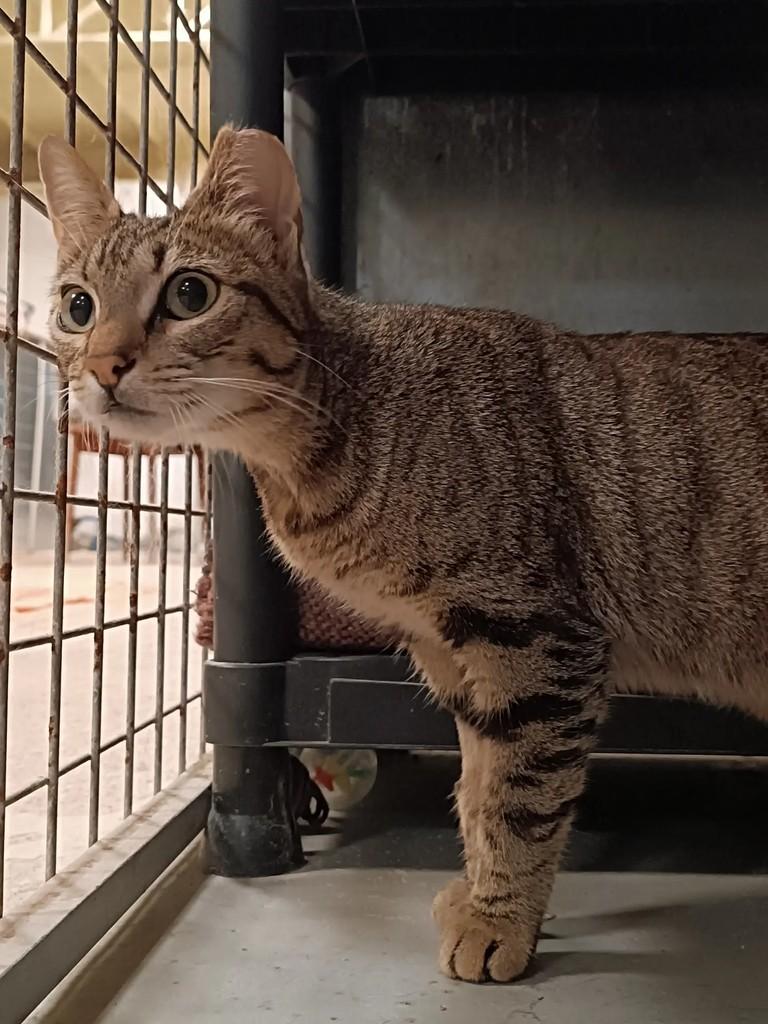 Ariana, gata de porte pequeno para adoção em Alcobaça - BA