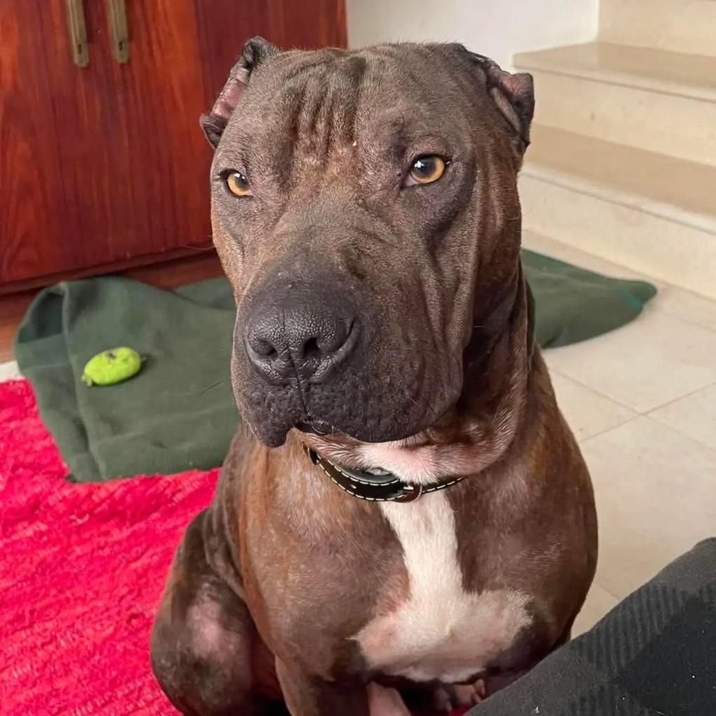 Alfa, cachorro de porte médio para adoção em Alcobaça - BA