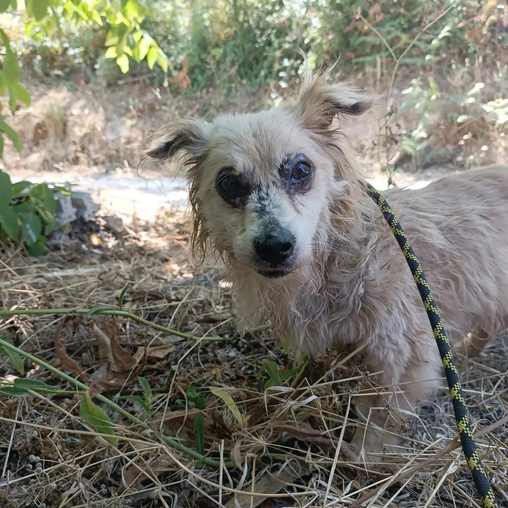 Snoopy, cachorro de porte pequeno para adoção em Alcobaça - BA