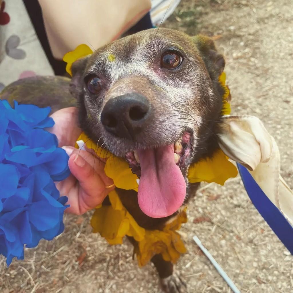 Luna, cadela de porte pequeno para adoção em Alcobaça - BA