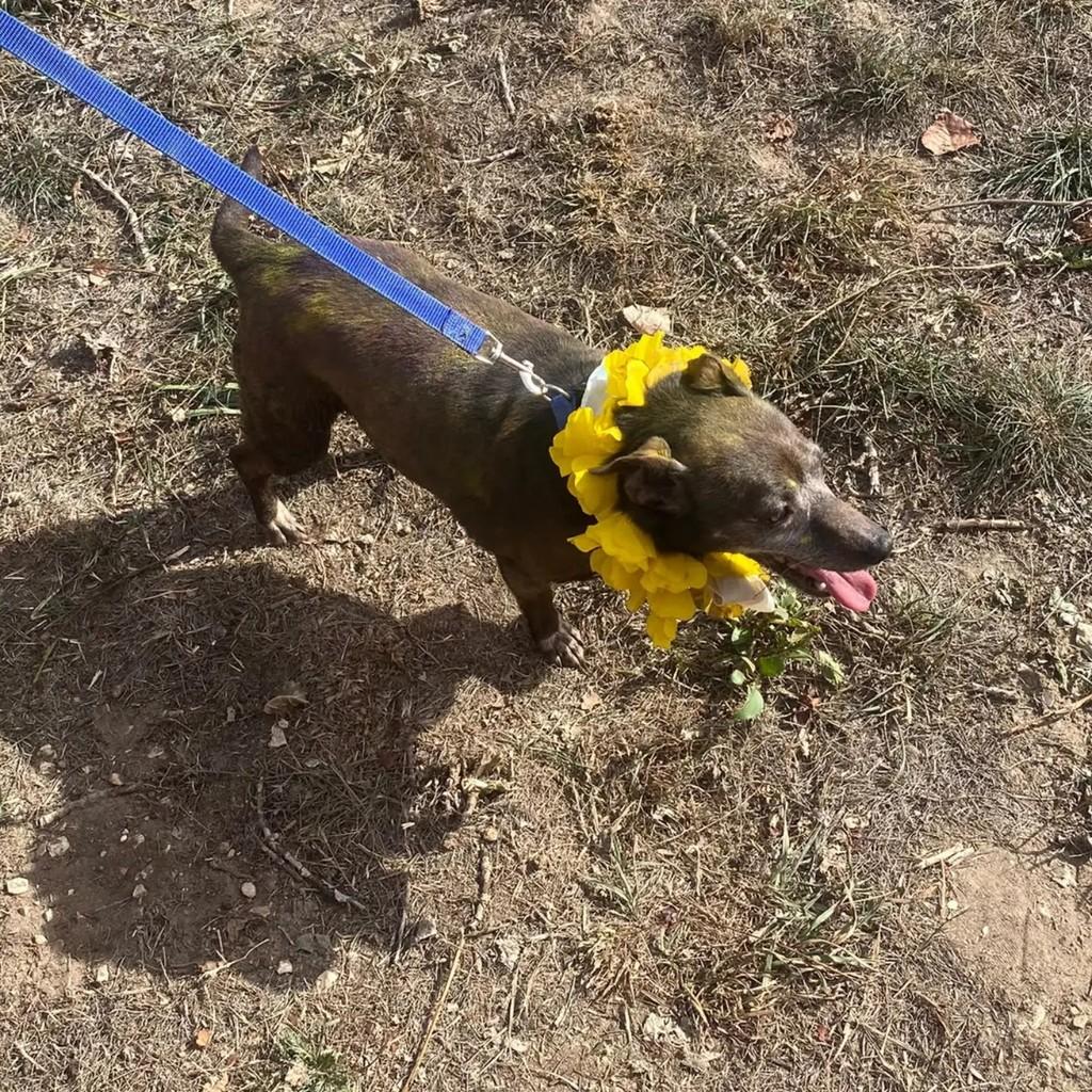 Luna, cadela de porte pequeno para adoção em Alcobaça - BA — foto 2 de 5