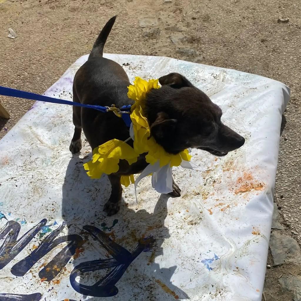 Luna, cadela de porte pequeno para adoção em Alcobaça - BA — foto 3 de 5