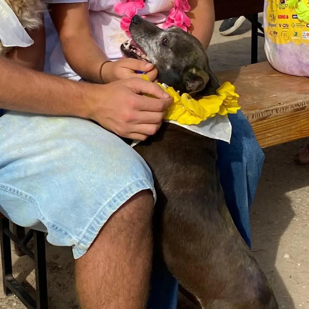 Luna, cadela de porte pequeno para adoção em Alcobaça - BA — foto 5 de 5