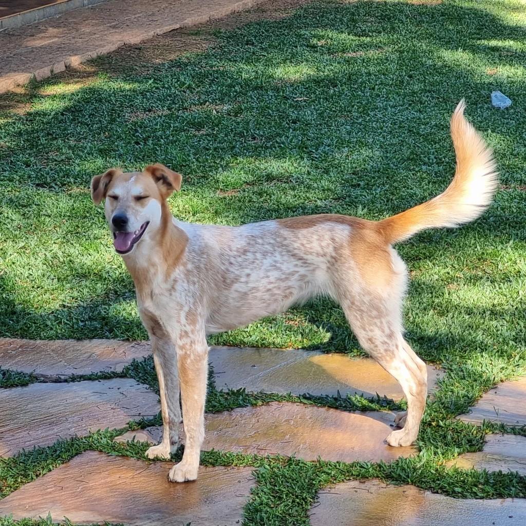 Ize, cadela de porte médio para adoção em Petrópolis - RJ