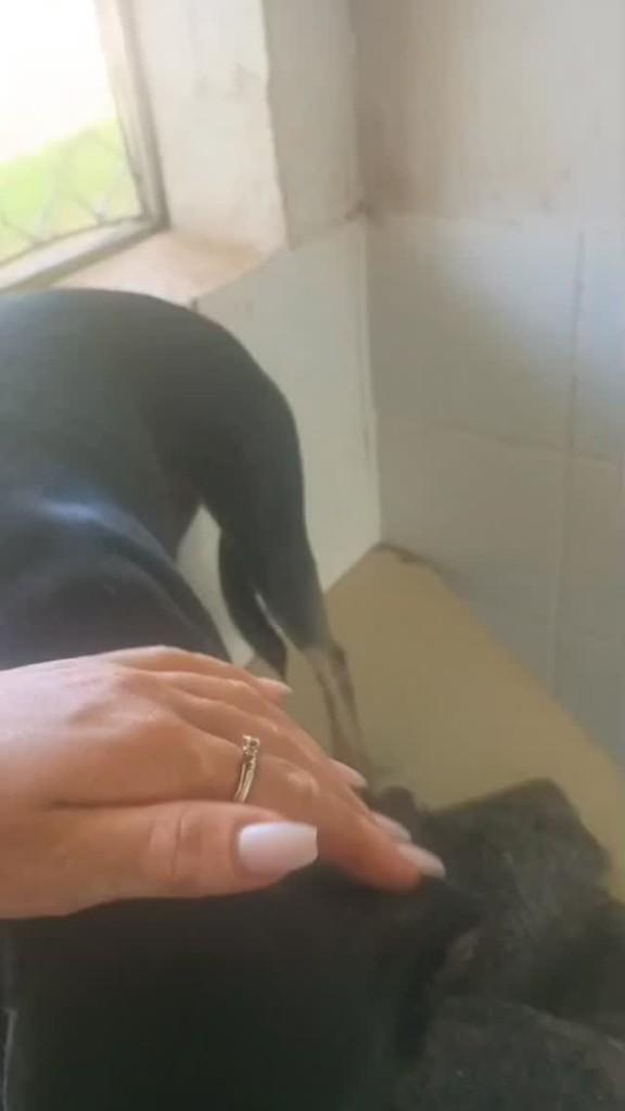 Maria, cachorro de porte médio para adoção em Lagoa Santa - MG