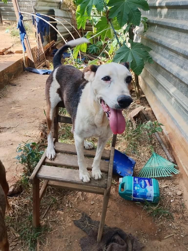 Maradona, cachorro de porte médio para adoção em Lagoa Santa - MG