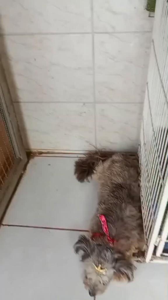 Iaiá, cadela de porte pequeno para adoção em Lagoa Santa - MG