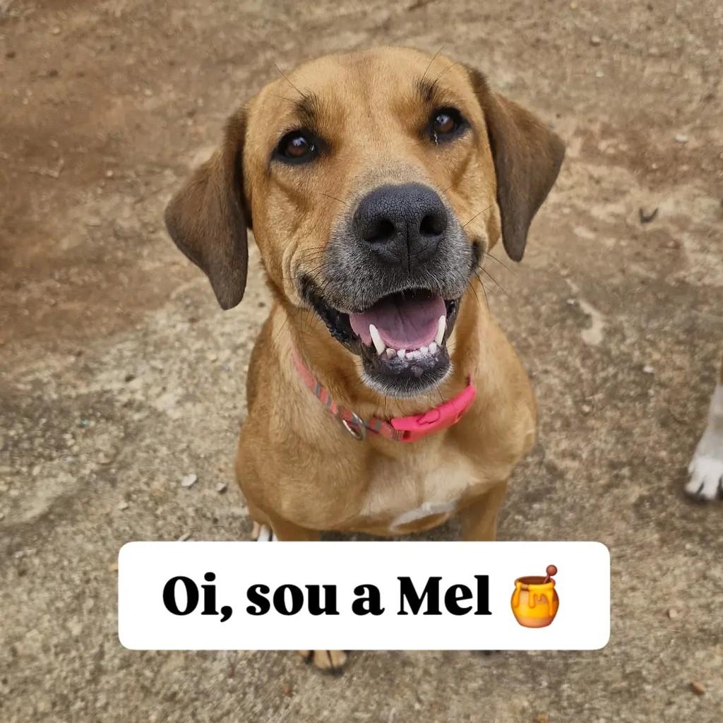Mel, cachorro de porte médio para adoção em Lagoa Santa - MG