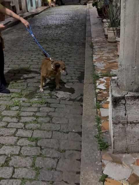 Boby, cachorro de porte pequeno para adoção em Rio de Janeiro - RJ