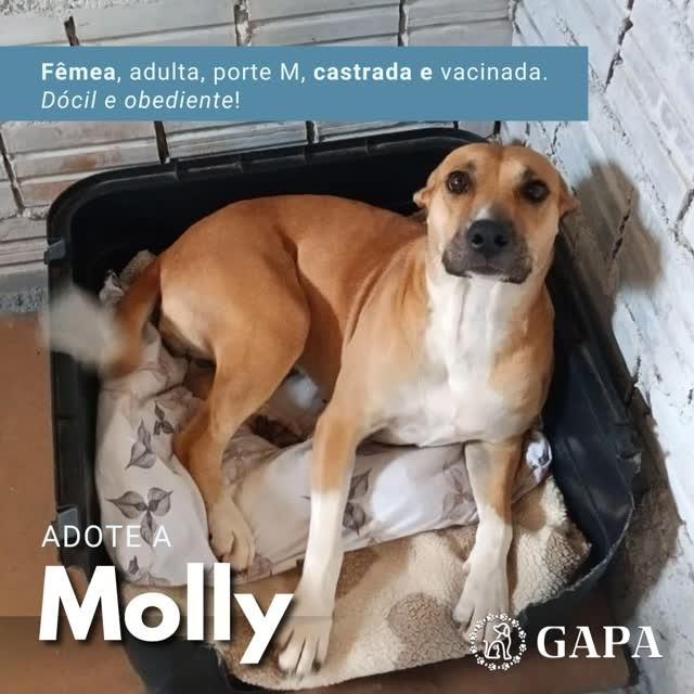 Molly, cachorro de porte médio para adoção em Santa Clara do Sul - RS