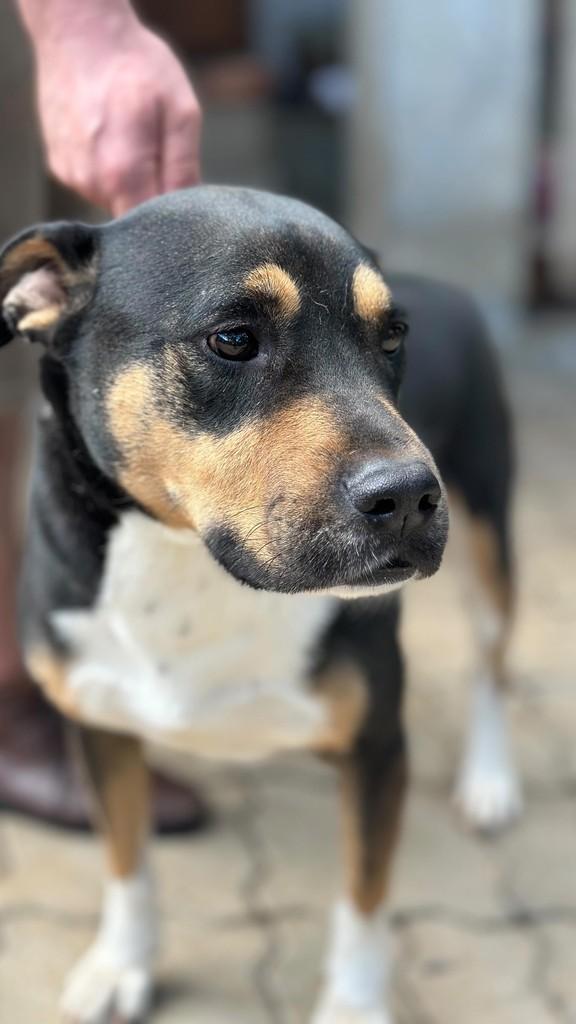 Júlio César, cachorro de porte médio para adoção em Caxias do Sul - RS