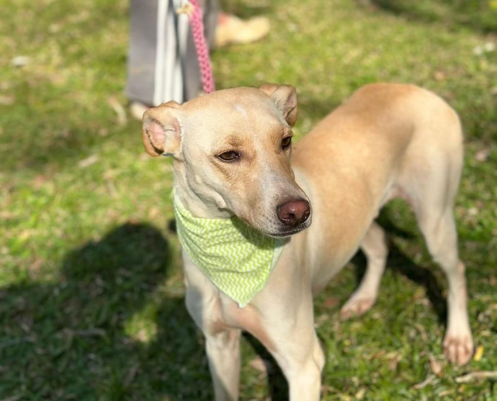 Vinicius, cachorro de porte médio para adoção em Caxias do Sul - RS