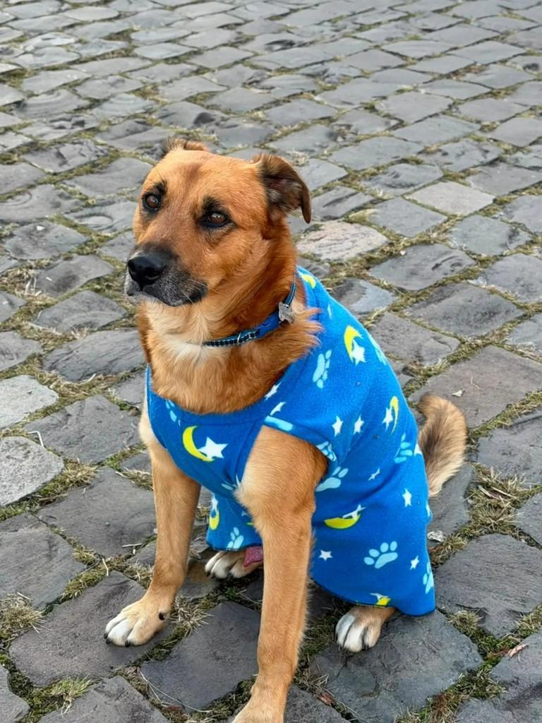 Caramelinho, cachorro de porte médio para adoção em Caxias do Sul - RS