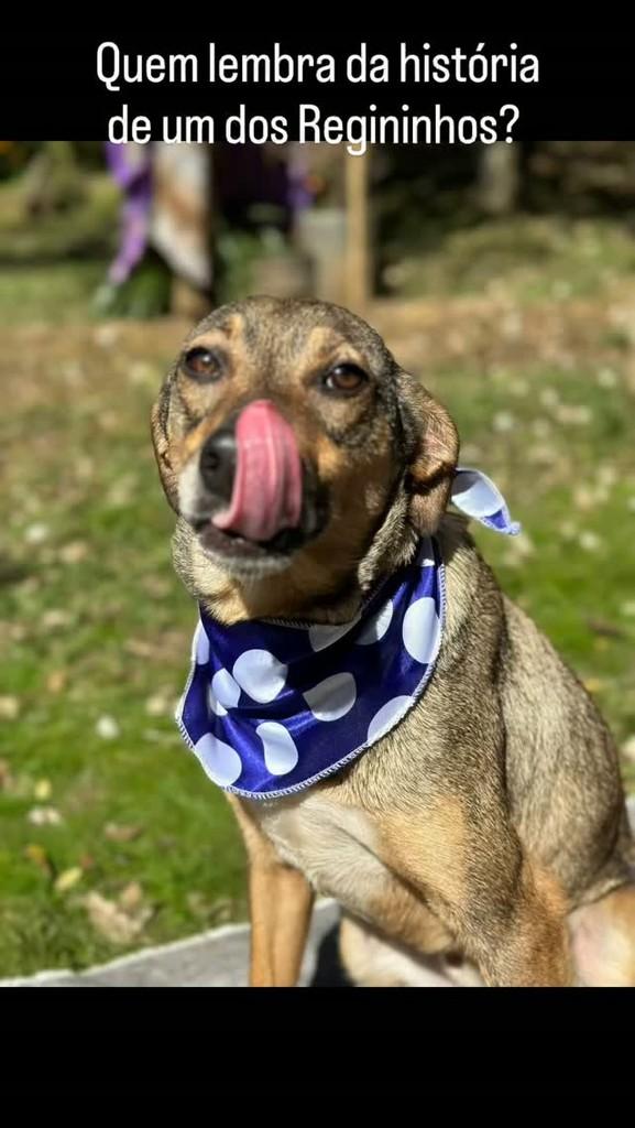 Regininho, cachorro de porte médio para adoção em Caxias do Sul - RS