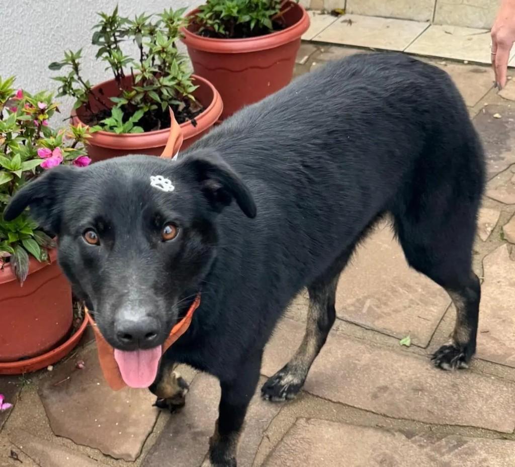 Tobias, cachorro de porte médio para adoção em Caxias do Sul - RS