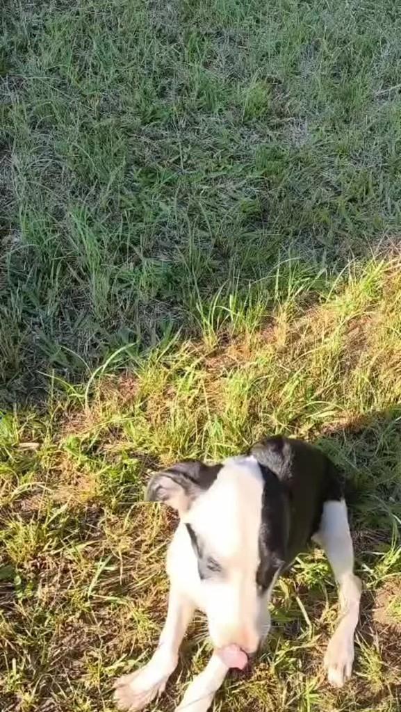 Bandit, cachorro de porte pequeno para adoção em Rio de Janeiro - RJ