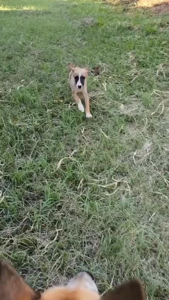 Marley, cachorro para adoção em Rio de Janeiro - RJ