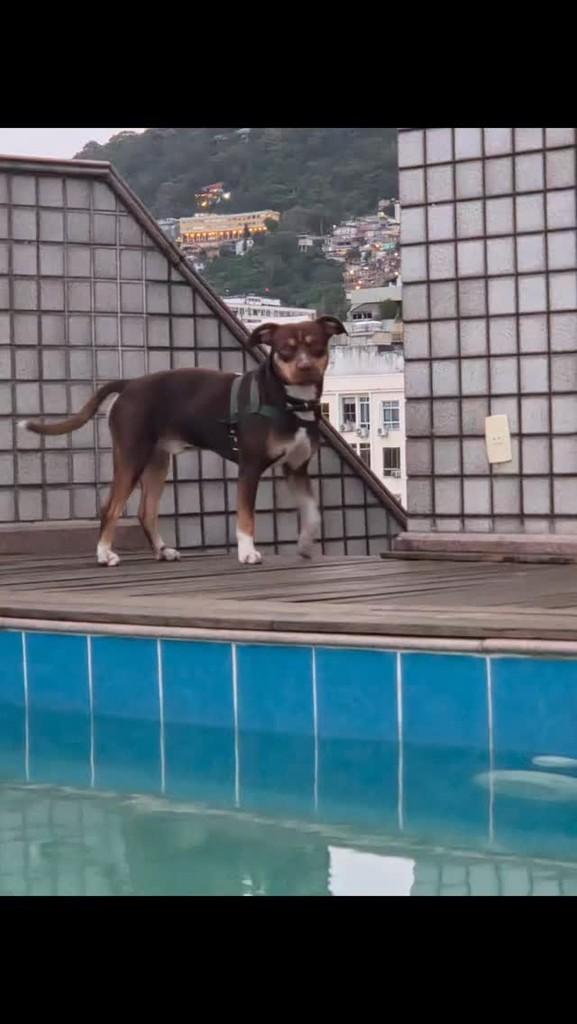 Snoopy, cachorro de porte pequeno para adoção em Rio de Janeiro - RJ