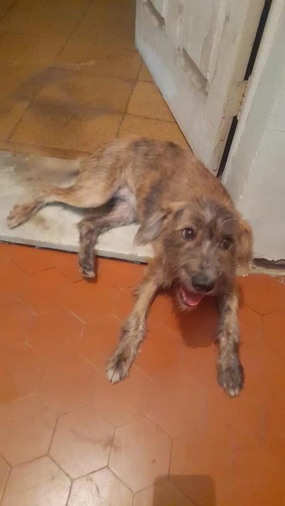 Ela, cachorro de porte pequeno para adoção em Rio de Janeiro - RJ