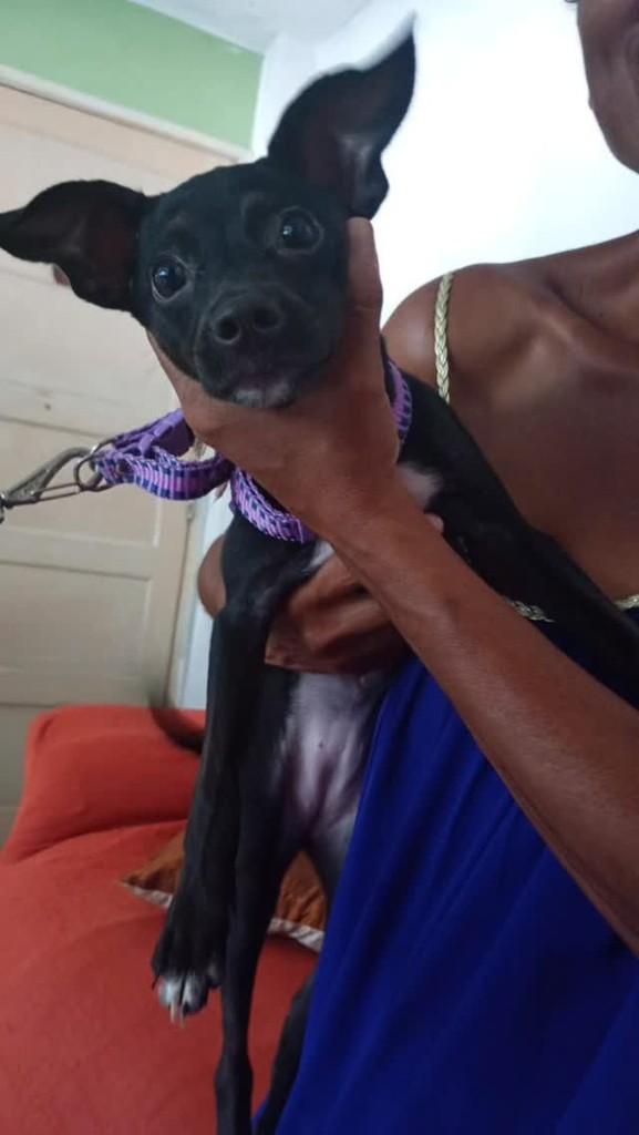 Luna, cachorro para adoção em Rio de Janeiro - RJ