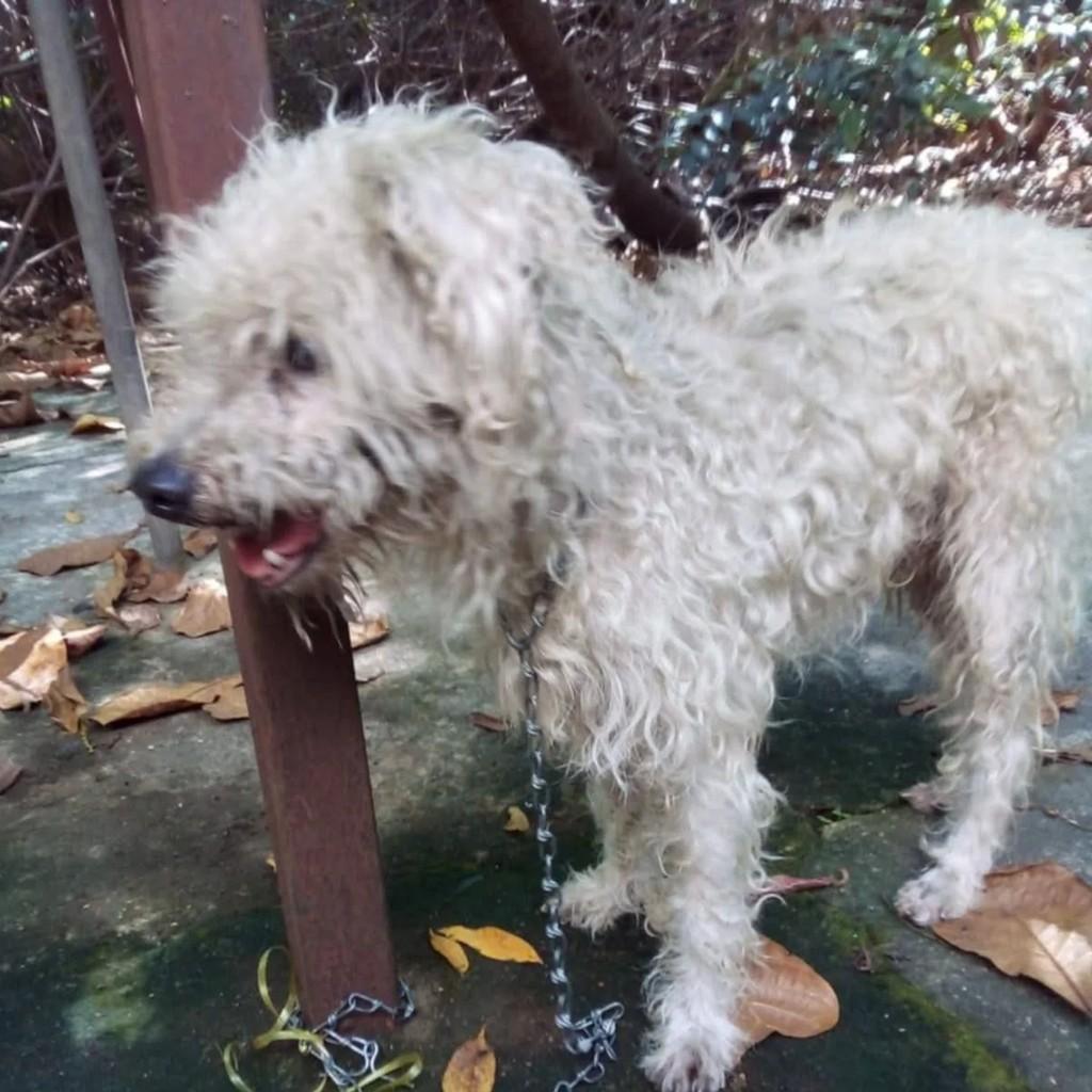 Anjinho, cachorro de porte pequeno para adoção em Rio de Janeiro - RJ