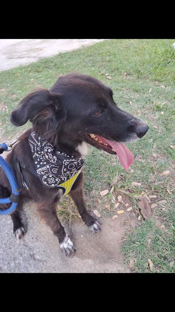 Gael, cachorro de porte médio para adoção em Rio de Janeiro - RJ