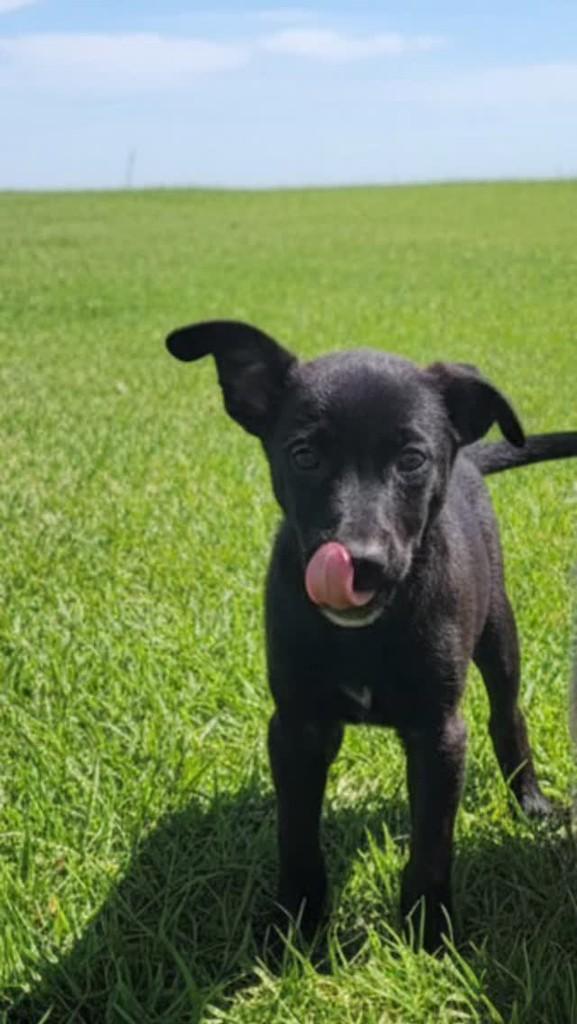 Jade, cachorro de porte pequeno para adoção em Rio de Janeiro - RJ