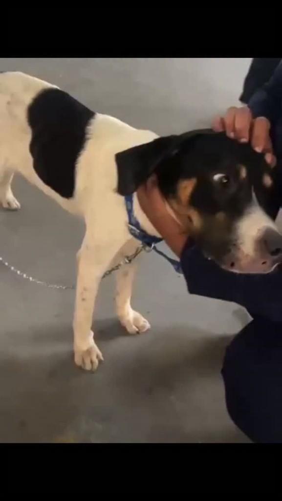 Lord, cachorro de porte médio para adoção em Rio de Janeiro - RJ