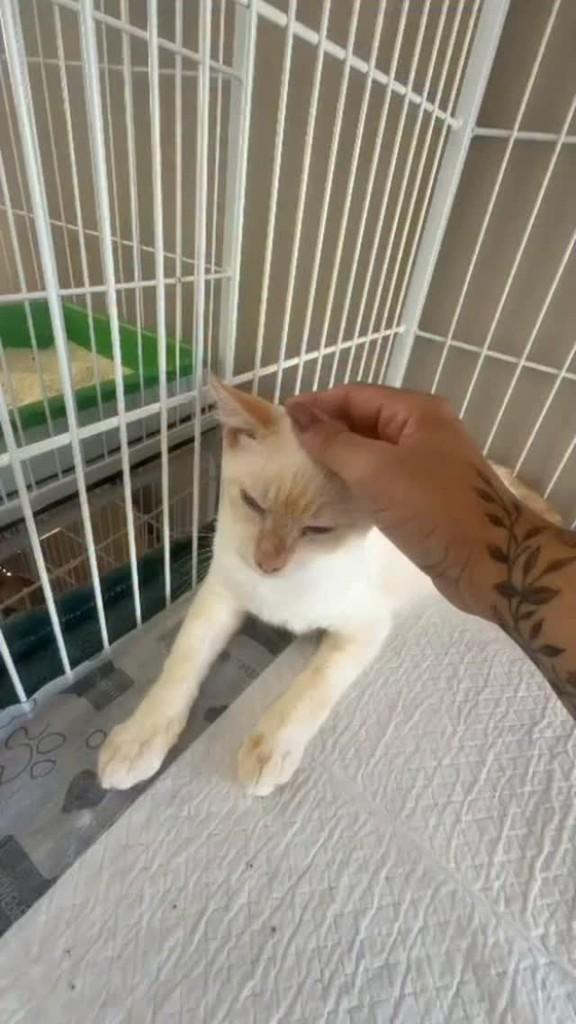 Doriana, gata para adoção em Rio de Janeiro - RJ