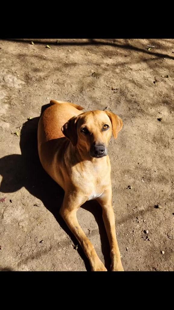 Dourado, cachorro de porte médio para adoção em Rio de Janeiro - RJ