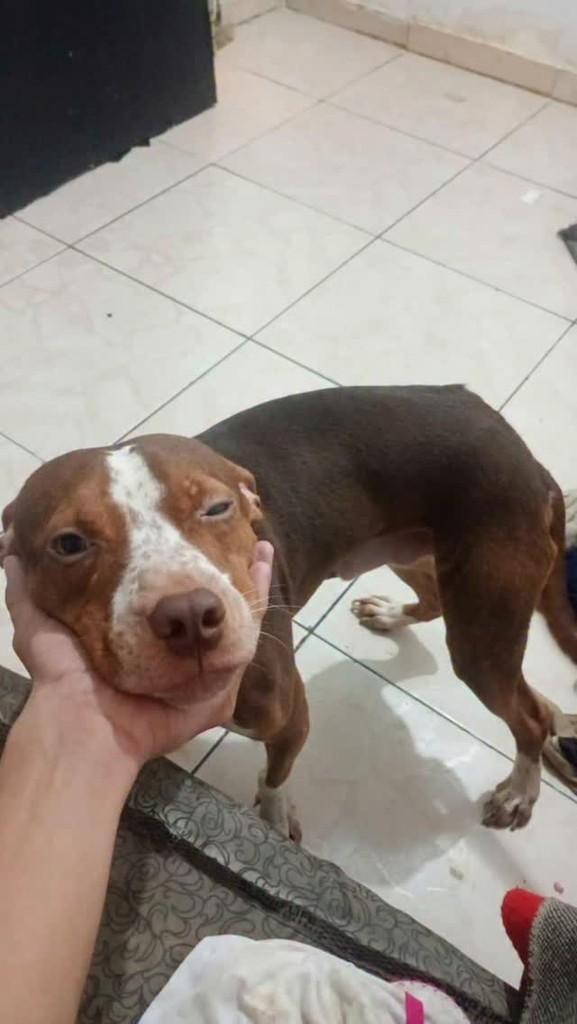 Apollo, cachorro de porte médio para adoção em Rio de Janeiro - RJ