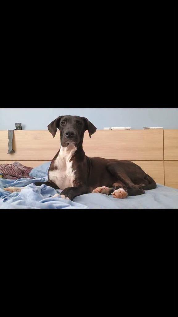 Petrúquio, cachorro de porte grande para adoção em Rio de Janeiro - RJ
