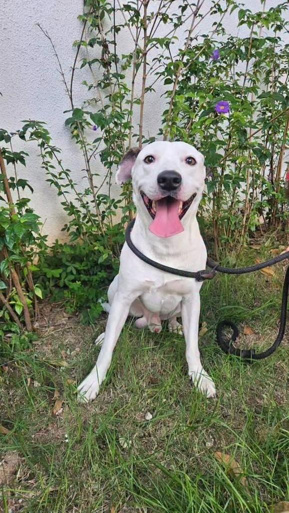 Josué, cachorro de porte médio para adoção em Rio de Janeiro - RJ